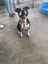 Oreo photo 4