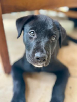 Mandela, Baby Male Husky