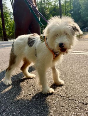 Name Keller Age 13 Weeks Breed Australian Shepherd Mix Gender Male Meet Keller Keller is a spec