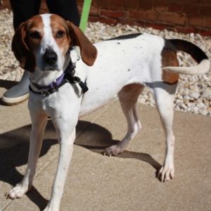 Penelope, Adult Female Hound