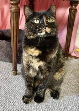 Freda Domestic Short Hair Cat