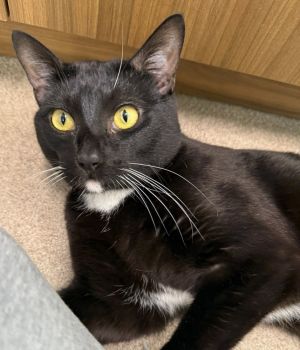 Birthdate 04152023 Breed One of a kind Im one of the newest arrivals at Paws Crossed and Im 