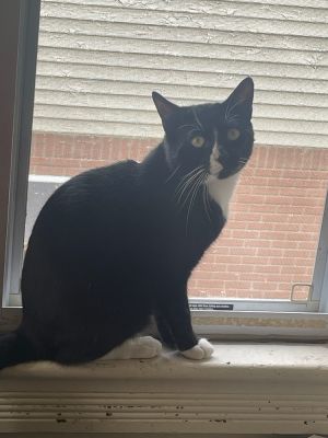 Birthdate 04152023 Breed One of a kind At just over two years old Gordo is a black and white ch