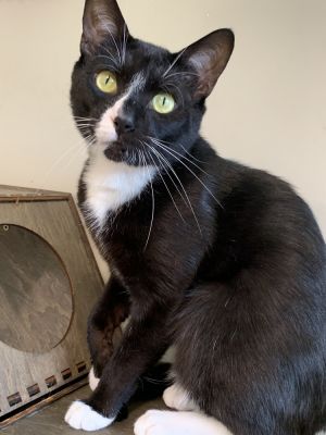 Birthdate 04152023 Breed One of a kind At just over two years old Gordo is a black and white ch