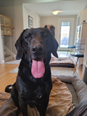 Birthdate 07182020 Breed One of a kind Weight 74 lbs Panther on the prowl ready to leap into y