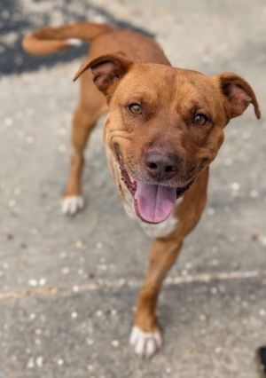 Hello Im EMPIRE I wasnt always a shelter dog Once I was a brave adventurer in a world of magic