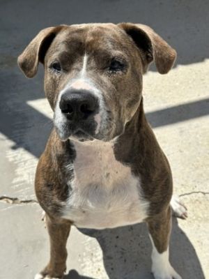 Hi there My name is Chowder Im an outdoor dog through and through Im always ready to go on a