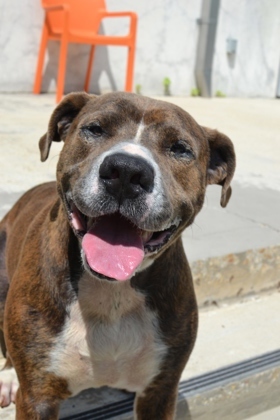 Hi there My name is Chowder Im an outdoor dog through and through Im always ready to go on a
