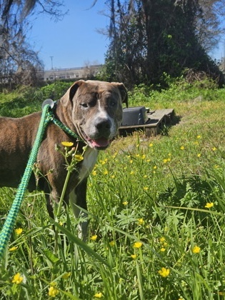 Chowder (Underdog), an adoptable Bullmastiff, Mixed Breed in New Orleans, LA, 70114 | Photo Image 2
