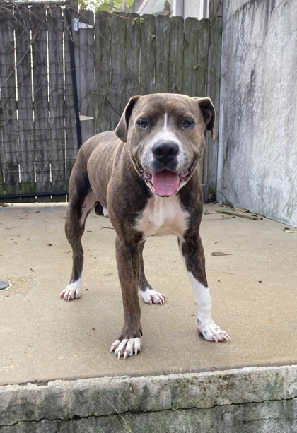 Chowder, an adoptable Bullmastiff, Mixed Breed in New Orleans, LA, 70114 | Photo Image 3