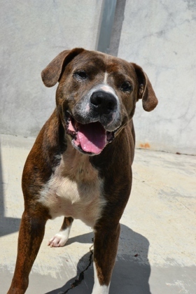 Chowder (Underdog), an adoptable Bullmastiff, Mixed Breed in New Orleans, LA, 70114 | Photo Image 3