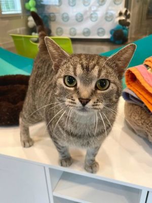 Sterling (Bonded to Mackerel), Young Female Domestic Short Hair