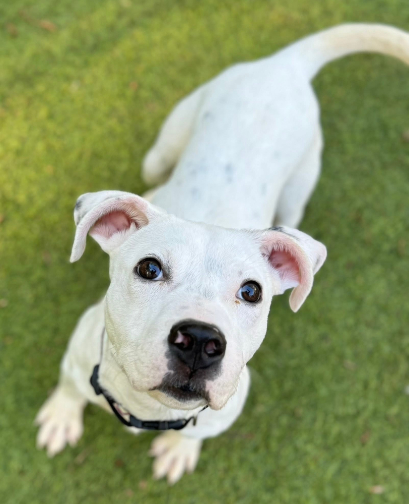 Flynn