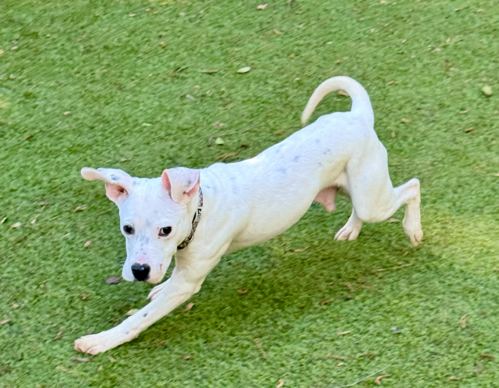 Flynn