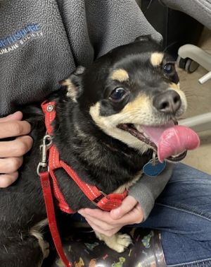 PeanutBrittle, Adult Female Mixed Breed