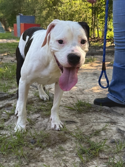 Gravy (foster)