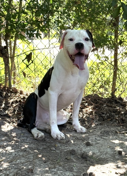 Gravy (foster)