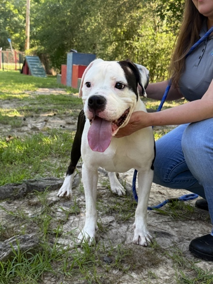 Gravy (foster)