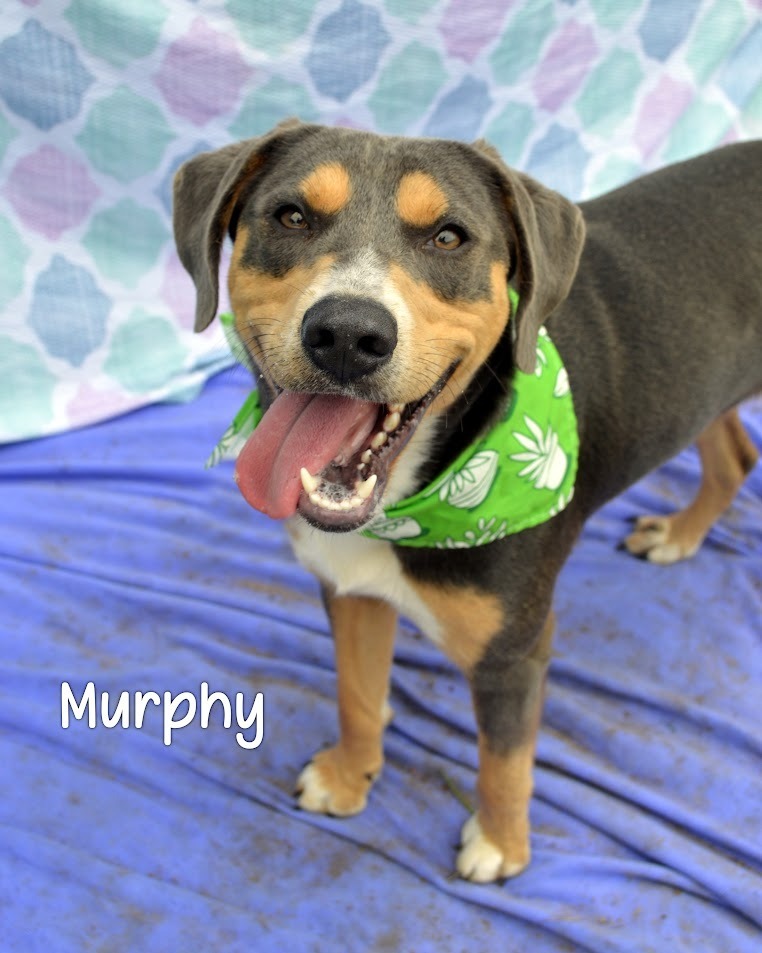 Murphy