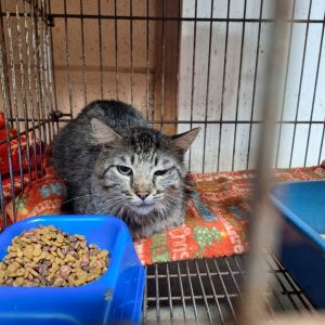Tony Stark, Young Male Domestic Short Hair