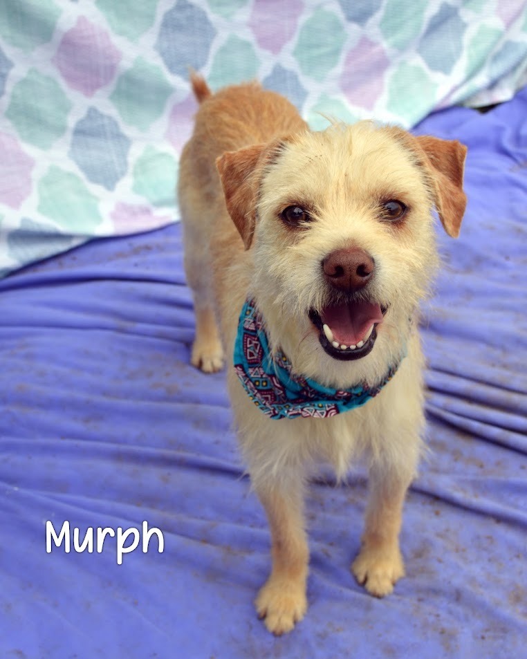 Murph