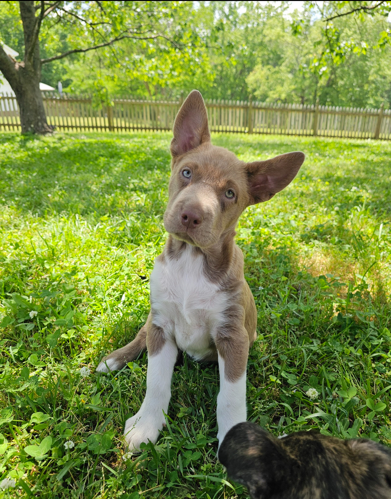 Clover