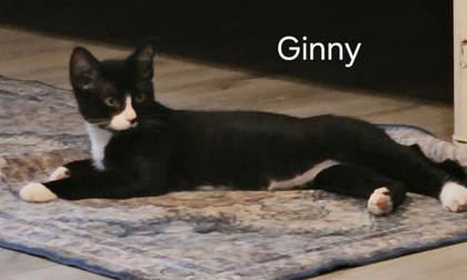 Ginny Weasley