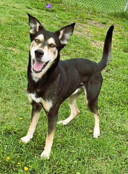 Haliburton, an adoptable German Shepherd Dog, Siberian Husky in Willmar, MN, 56201 | Photo Image 1