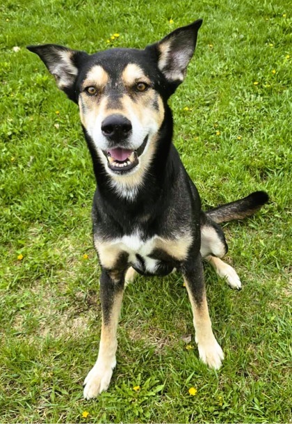 Haliburton, an adoptable German Shepherd Dog, Siberian Husky in Willmar, MN, 56201 | Photo Image 2