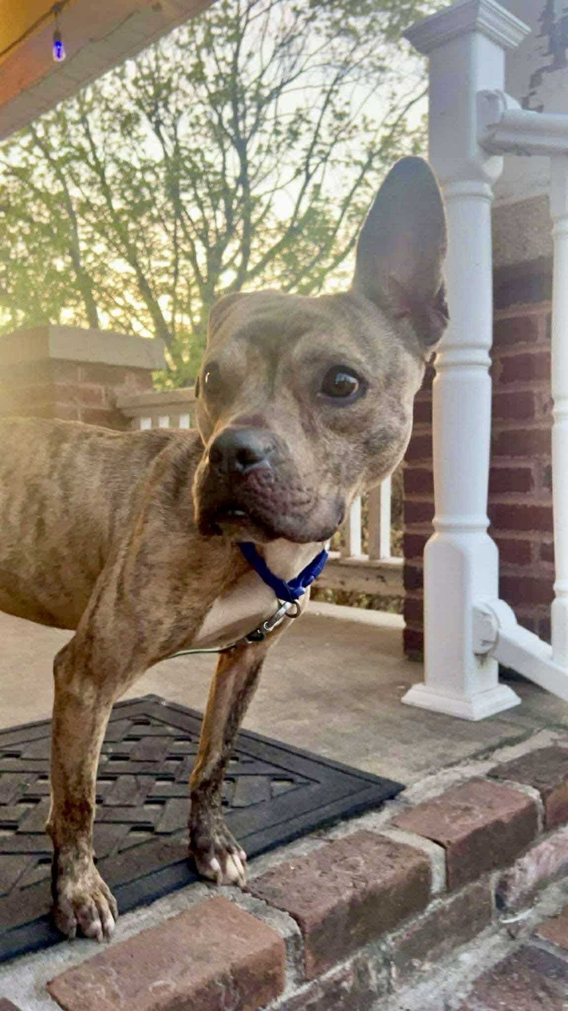Doby Sylvester