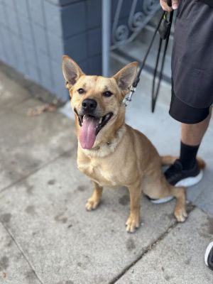 Maggie, Adult Female unknown