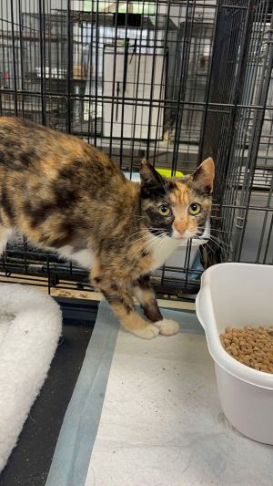 FILLET, Adult Female Domestic Short Hair