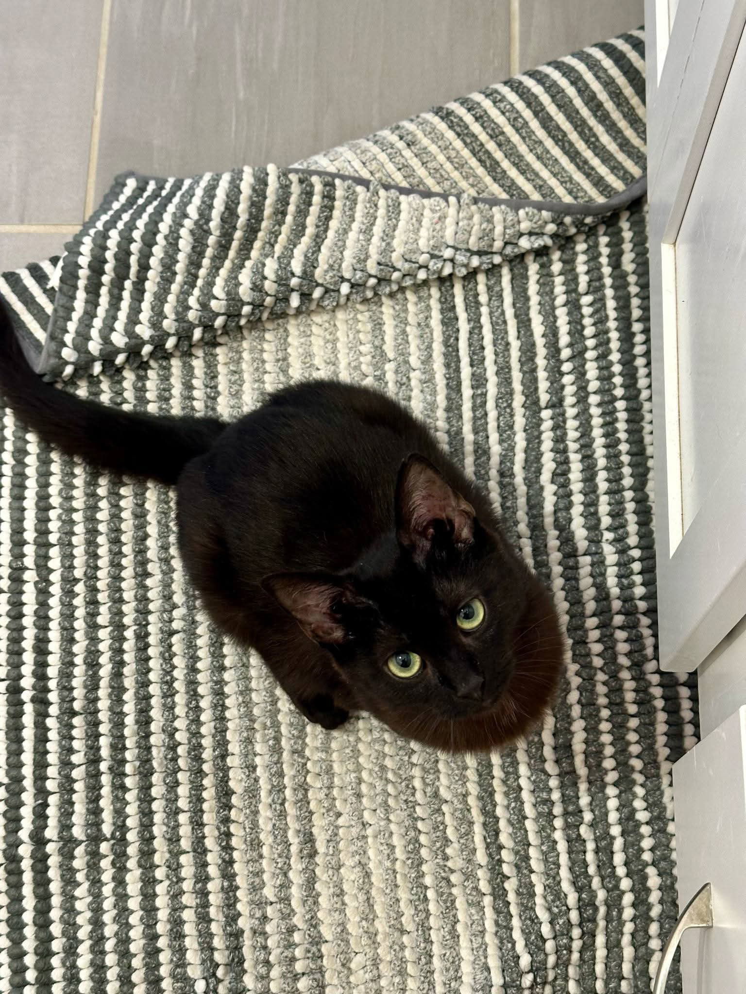 WILLOW