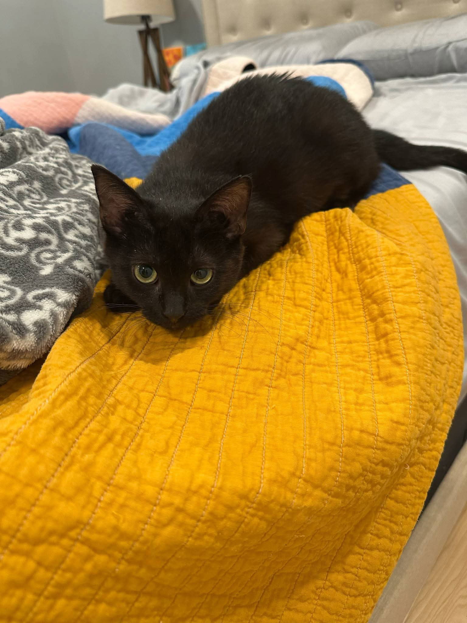 WILLOW