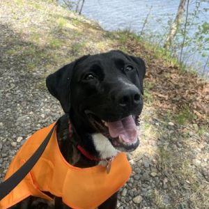 Meet Newt the charming canine whos ready to leap right into your heart Newt is a lovable attenti
