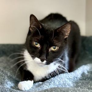 Meet Limon Limon is a stunning feline who prefers quiet corners to bustling activity Limons shy n