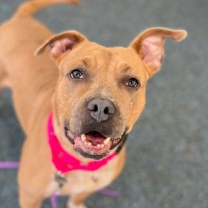 Meet our big soft Pretzel There is nobody quite like this gorgeous gal Pretzel is your best friend