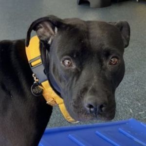 Meet our darling Diamond There is no doubt that this sweetheart lives up to her name - she is an