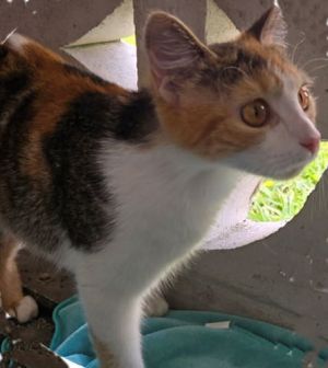 Opal - Petsmart Plantation Foster Home, Adult Female unknown