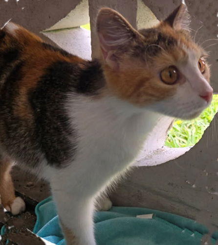 Opal - Petsmart Plantation Foster Home