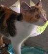 Opal - Petsmart Plantation Foster Home photo 1
