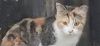 Opal - Petsmart Plantation Foster Home photo 2