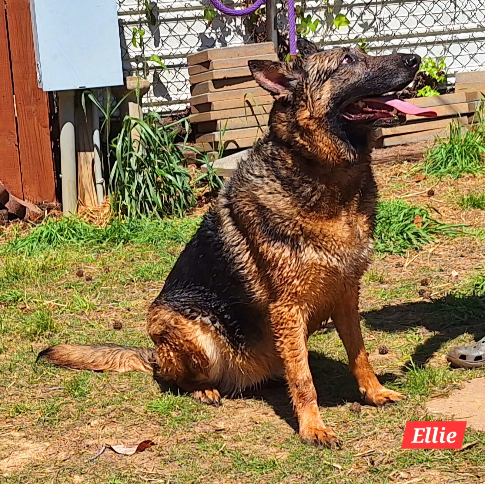 Ellie