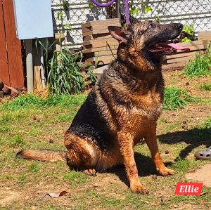 Ellie, Adult Female German Shepherd Dog