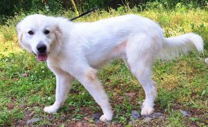 250762 Prudence, Adult Female Great Pyrenees