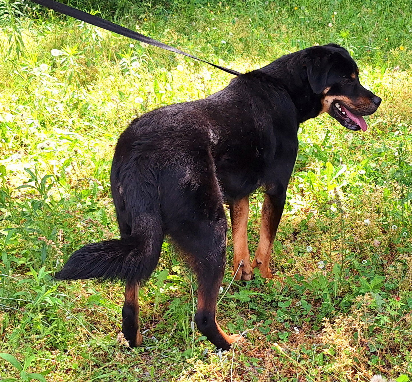 250503 Piper