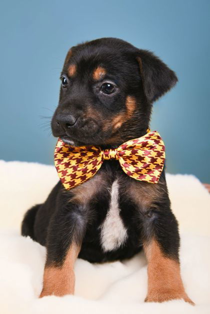 Puppies Litter 1