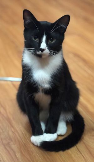 Darius C4611, Young Male Domestic Short Hair