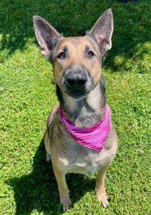 CARA, Adult Female German Shepherd Dog