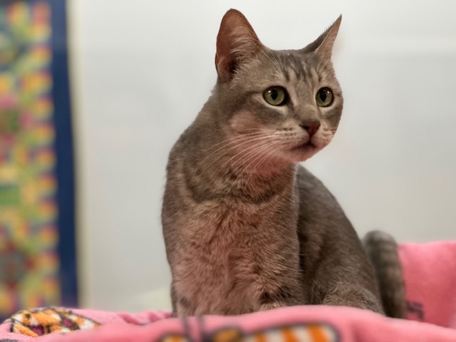 HARMONY, an adoptable Domestic Short Hair in McKinleyville, CA, 95519 | Photo Image 1